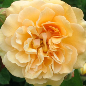 Buff Beauty - trandafiri - www.ioanarose.ro